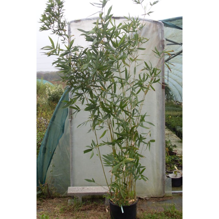 Semiarundinaria viridis