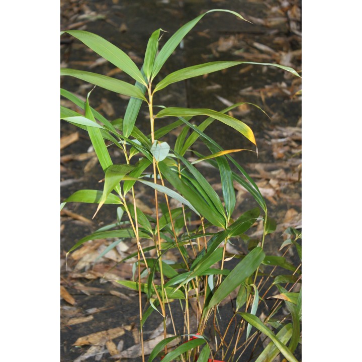 Arundinaria hindsii