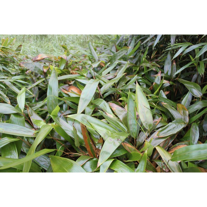 Indocalamus longiauritus