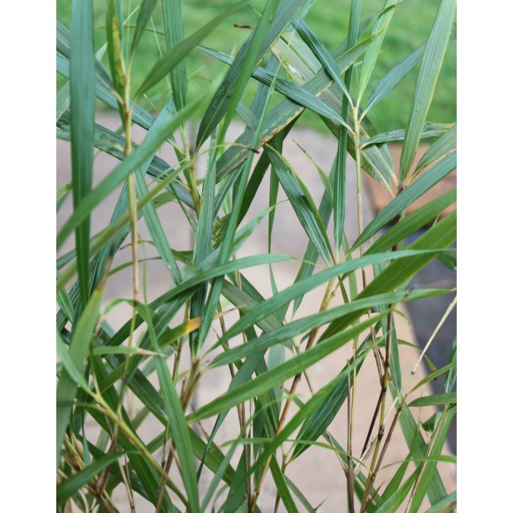 Pleioblastus linearis