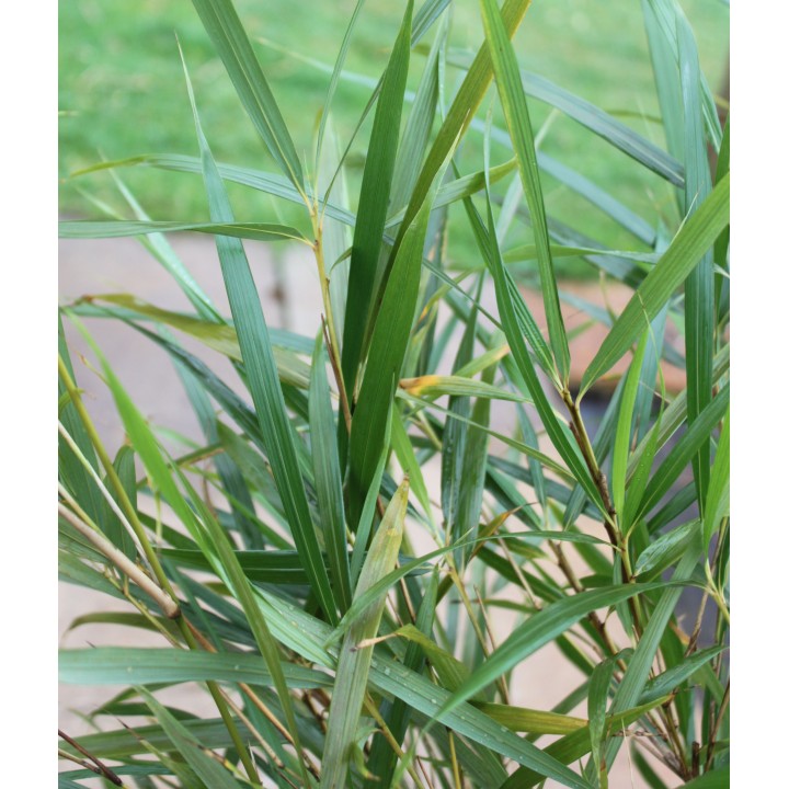 Pleioblastus linearis