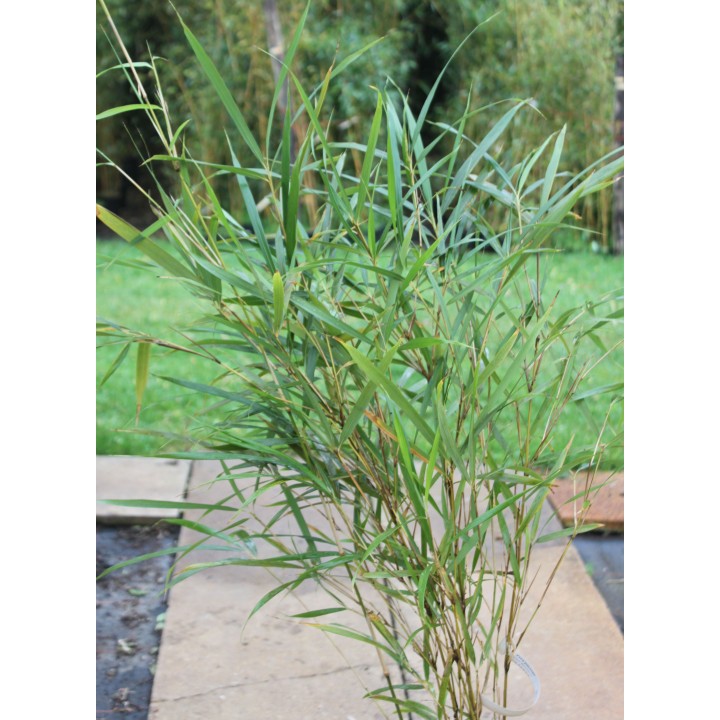 Pleioblastus linearis
