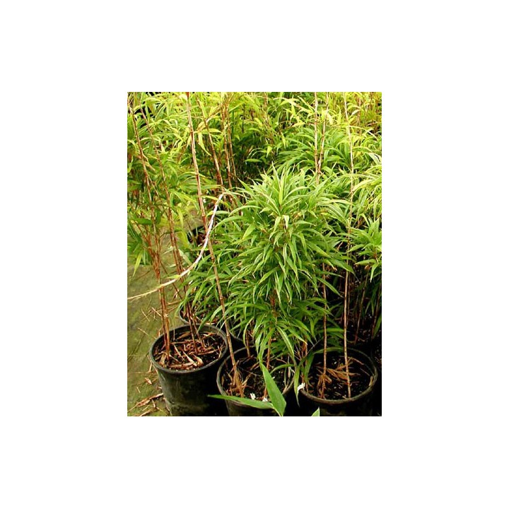 Petit bambou, Chimonobambusa marmorea 'Variegata'