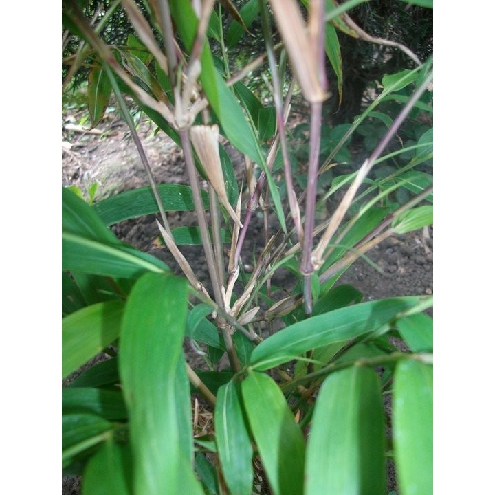 Chimonobambusa quadrangularis  'Joseph de Jussieu'
