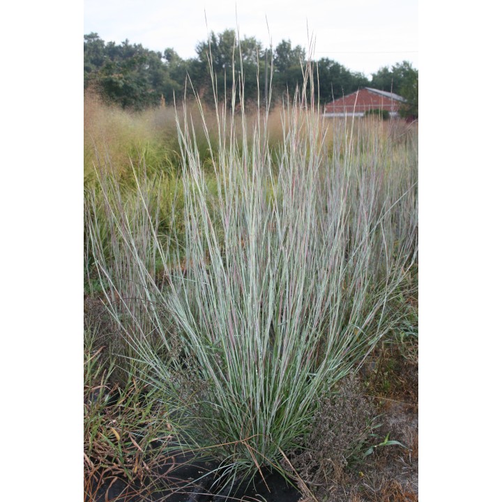 Andropogon scoparius