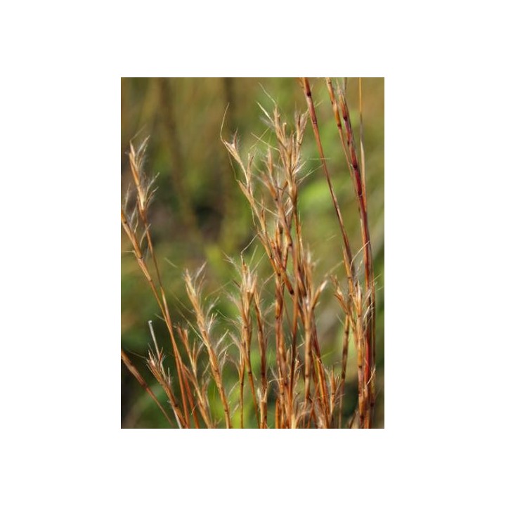Andropogon scoparius