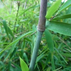 Fargesia sp.   'jiuzhaigou 1'