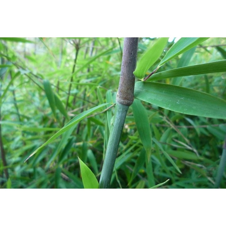 Fargesia sp.   'jiuzhaigou 1'