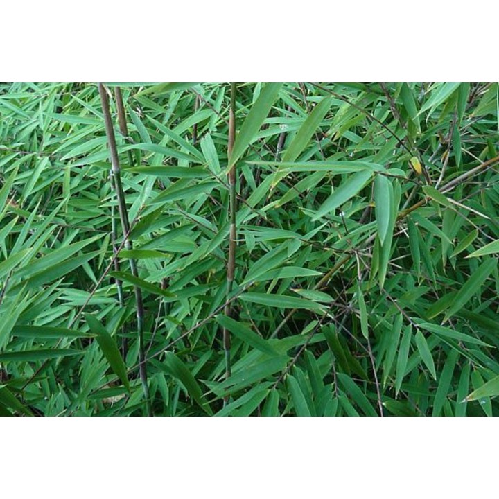 Fargesia sp.   'jiuzhaigou 1'