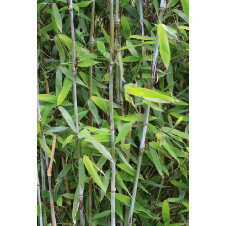 Fargesia denudata