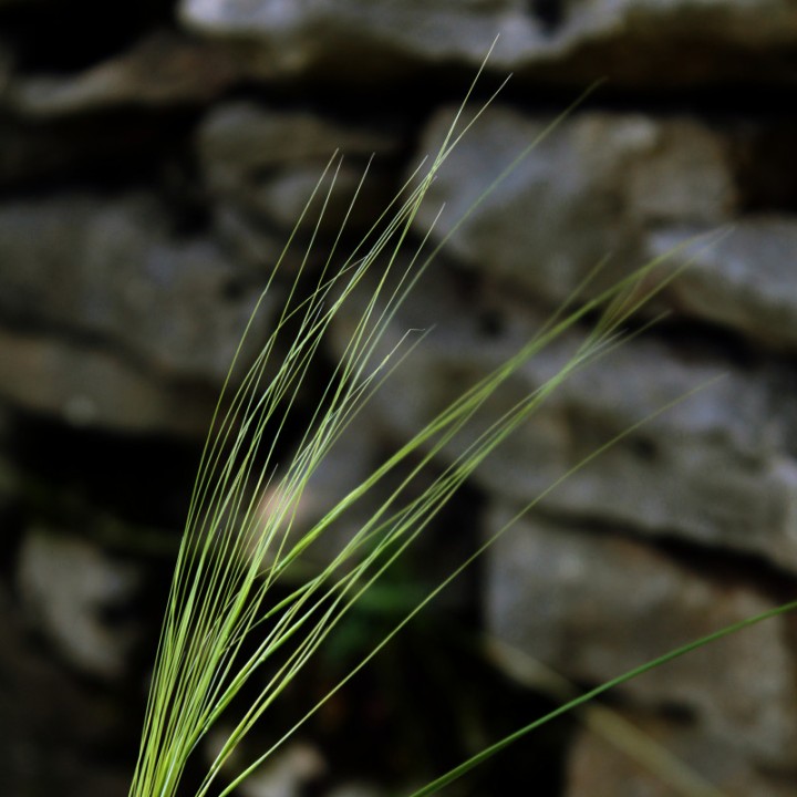 Stipa capillata