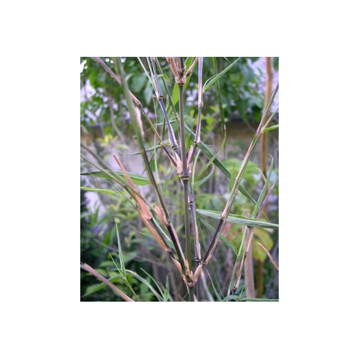 Bambou moyen Chimonobambusa quadrangularis