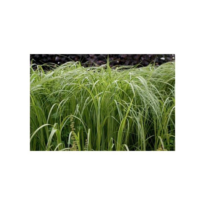Spartina pectinata  'Aureomarginata'