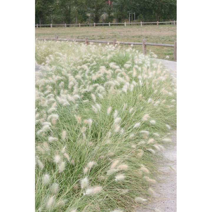 Pennisetum villosum