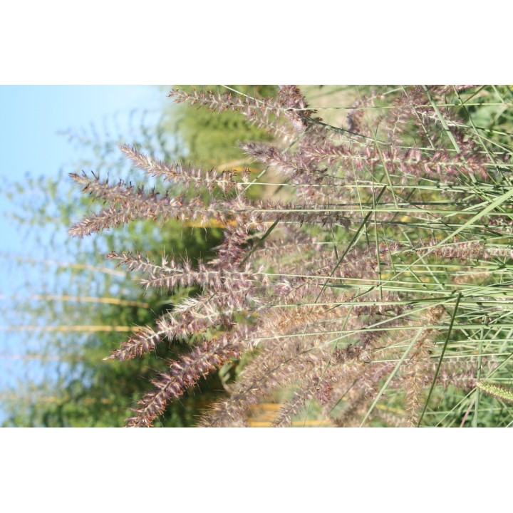 Pennisetum orientale  'Karley Rose'