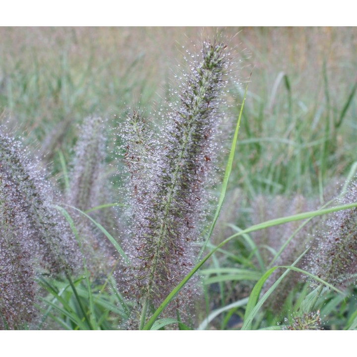 Pennisetum alopecuroides  'Viridescens'