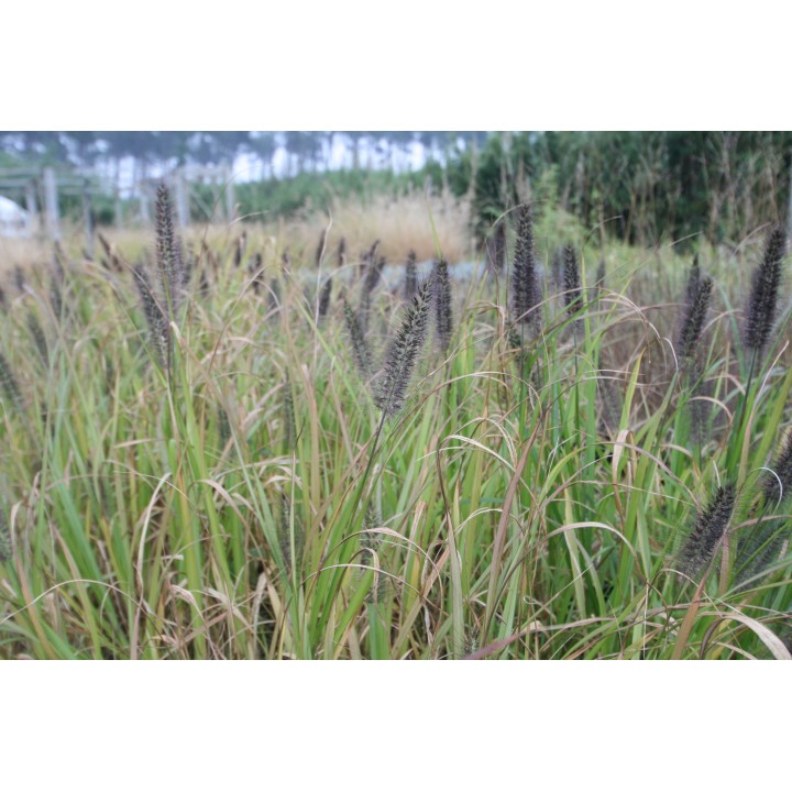 Pennisetum alopecuroides  'Viridescens'