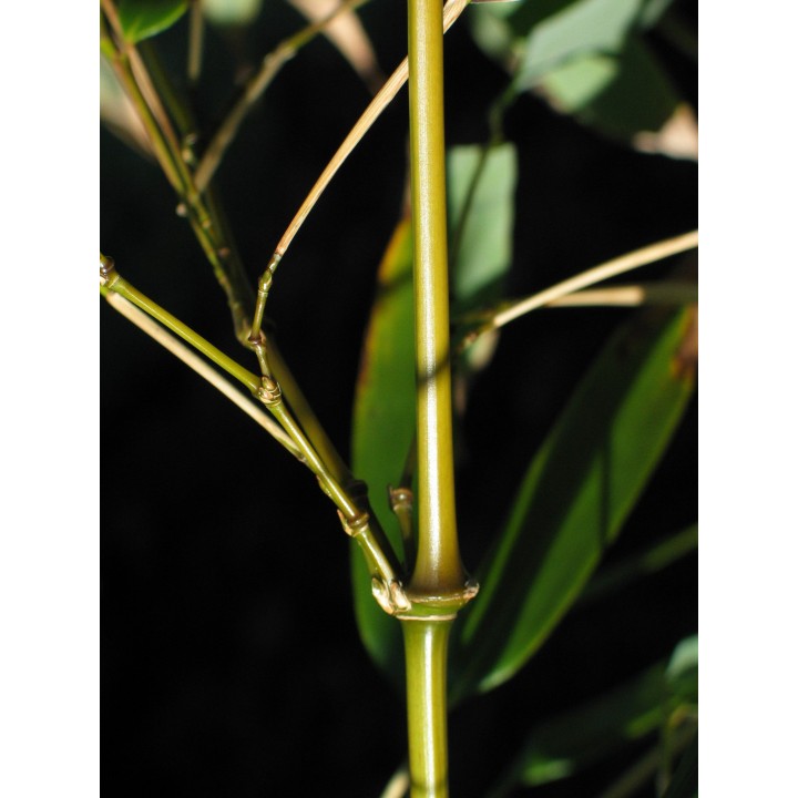 Bambou moyen Chimonobambusa quadrangularis