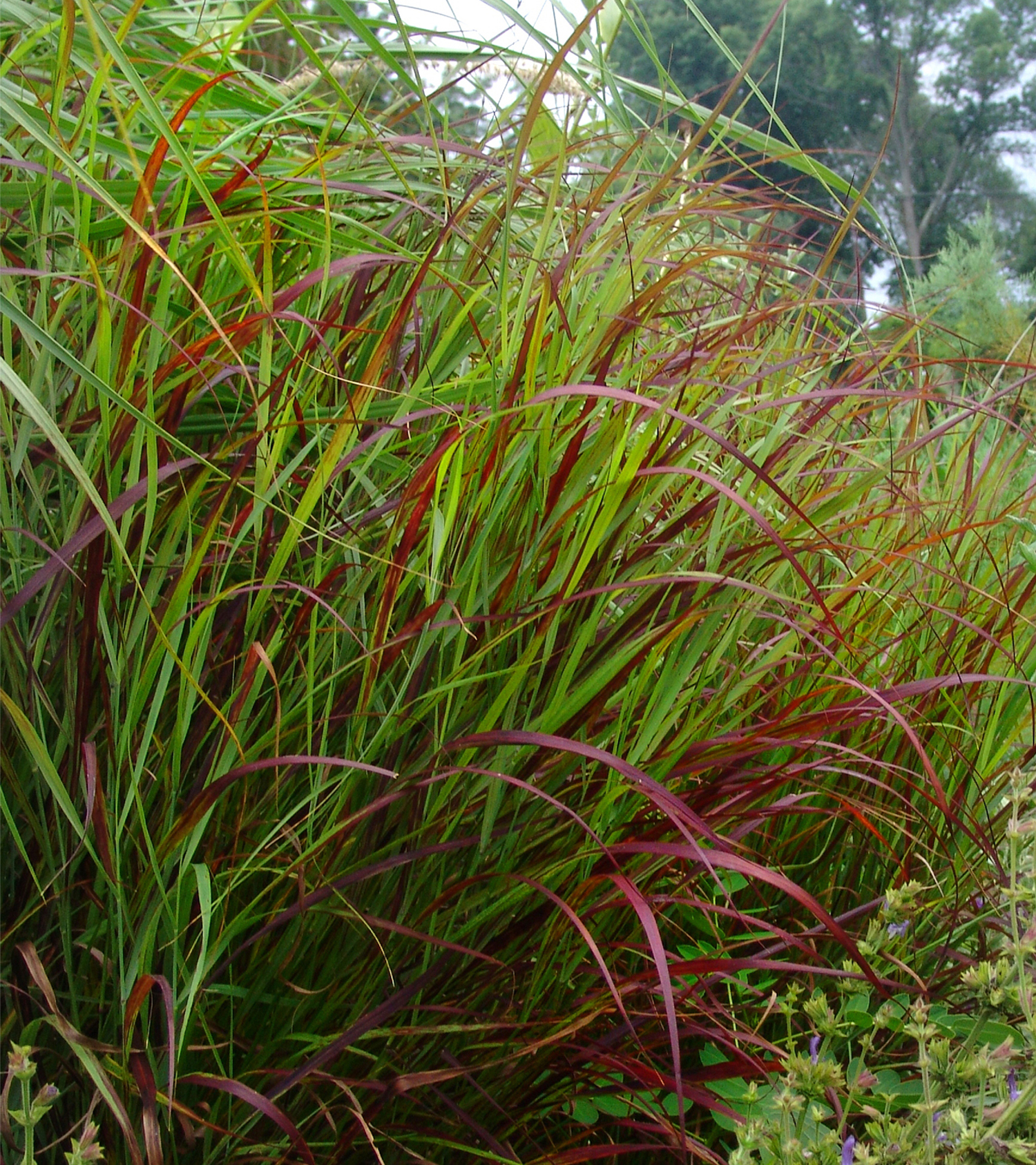 Panicum virgatum  'Shenandoah'