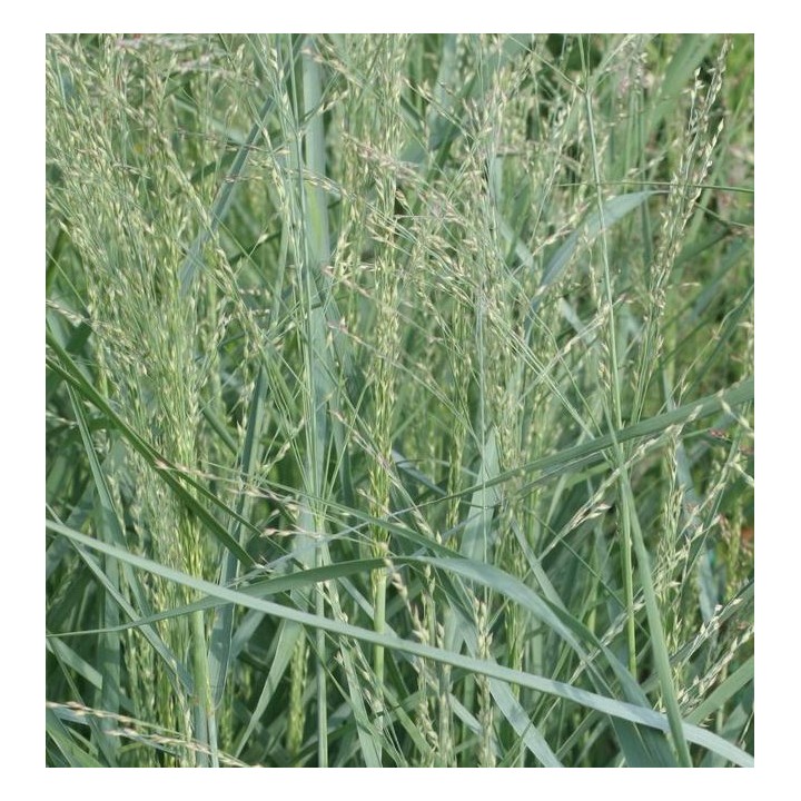 Panicum virgatum 'Prairie Sky'