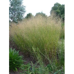 Panicum virgatum  'Cloud Nine'