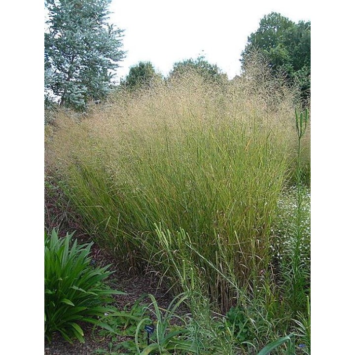 Panicum virgatum  'Cloud Nine'