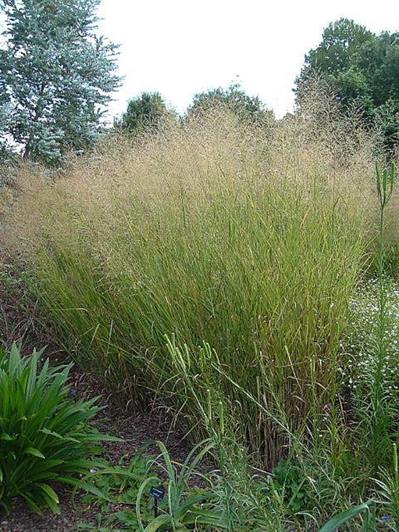 Panicum virgatum  'Cloud Nine'