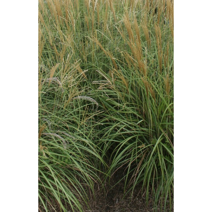 Miscanthus sinensis  'Yaku Jima'