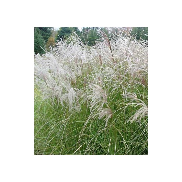 Miscanthus sinensis  'Sarabande'