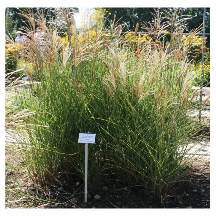 Miscanthus sinensis  'Graziella'