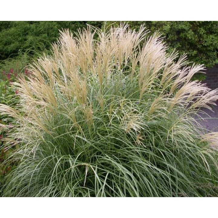 Miscanthus sinensis  'Adagio'