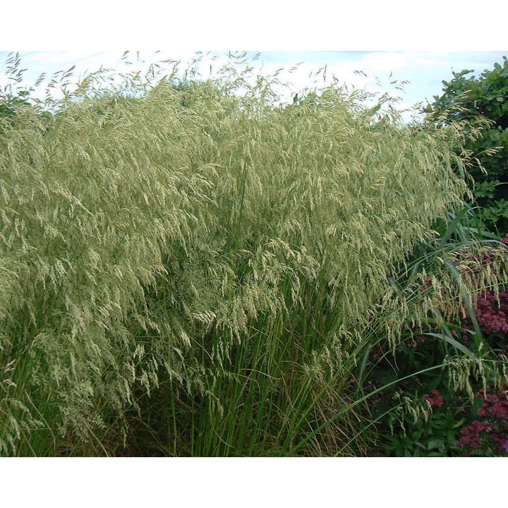 Deschampsia cespitosa