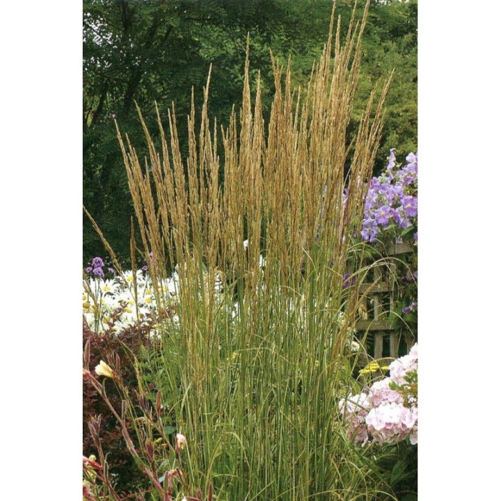 Calamagrostis x acutiflora  'Overdam'