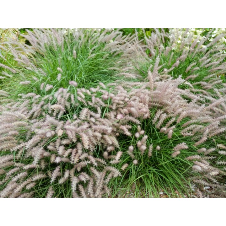 Pennisetum orientale  'Karley Rose'