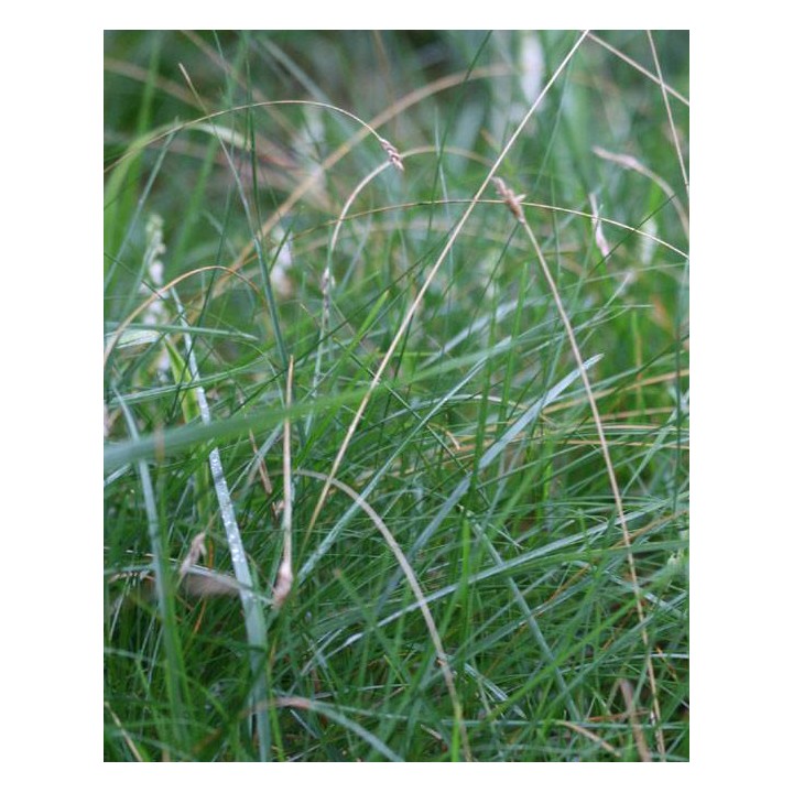 Sesleria caerulea