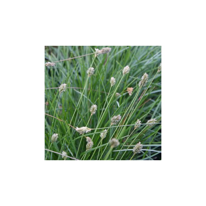 Sesleria caerulea
