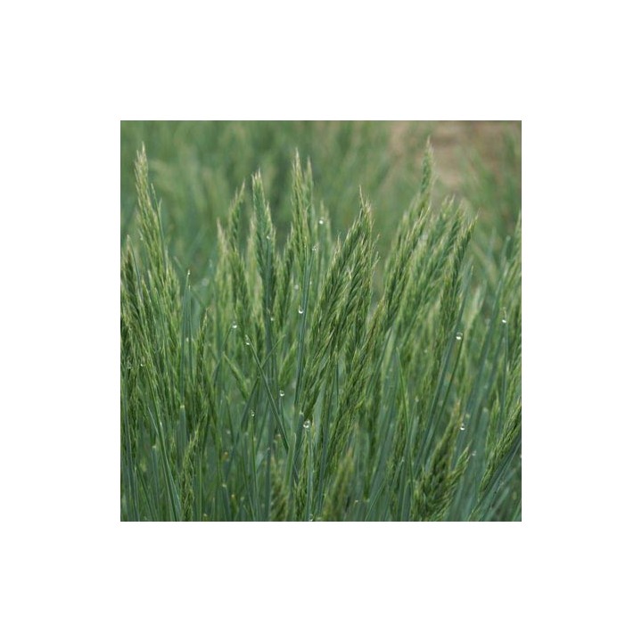 Festuca amethystina