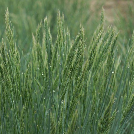 Festuca amethystina