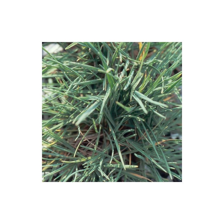 Koeleria glauca
