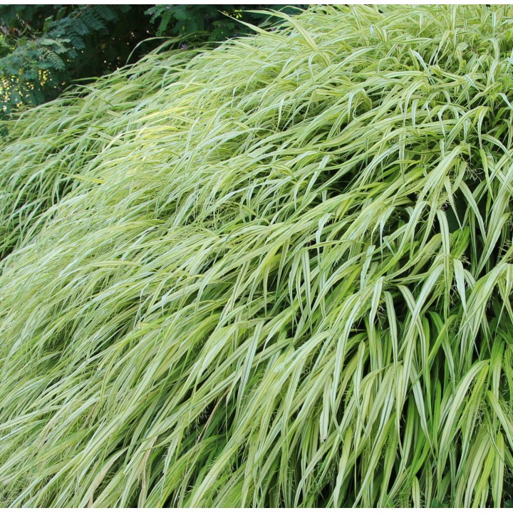 Hakonechloa macra  'Aureola'