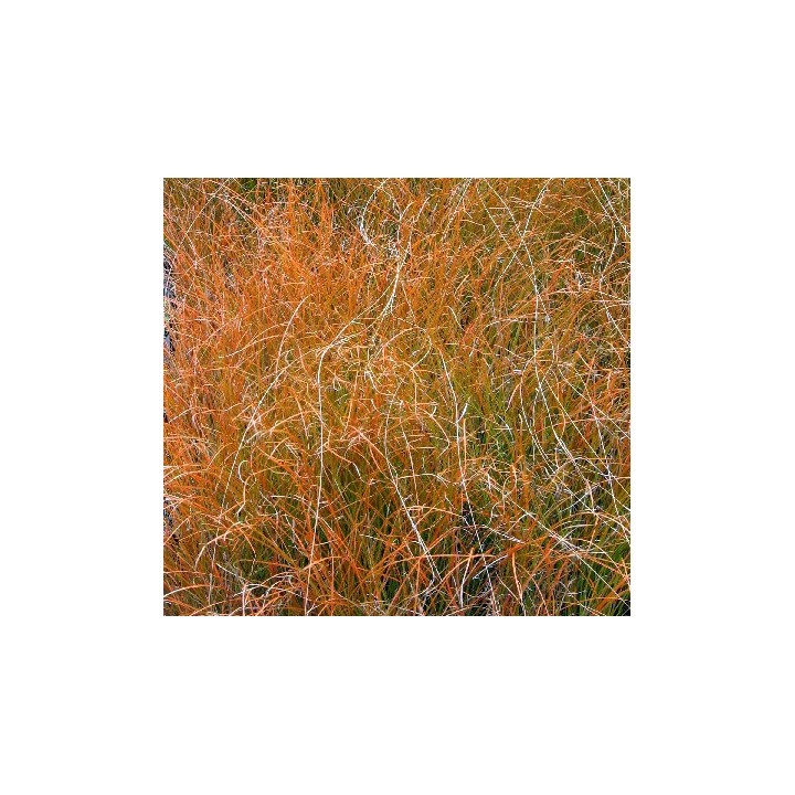 Carex testacea