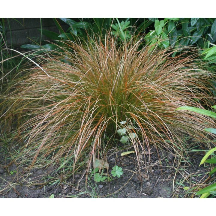 Carex testacea