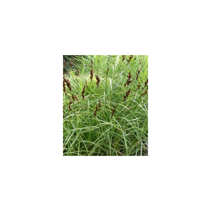 Carex muskingumensis  'Silberstreif'