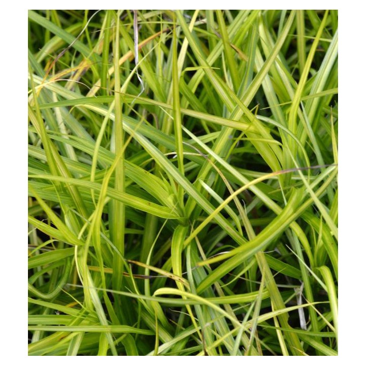 Carex muskingumensis  'Silberstreif'