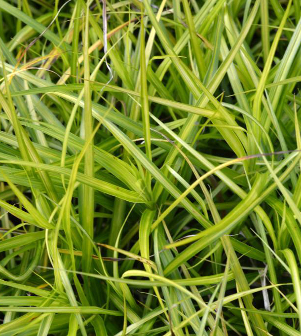 Carex muskingumensis  'Silberstreif'
