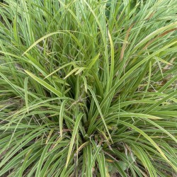 Carex morrowii  'Variegata'