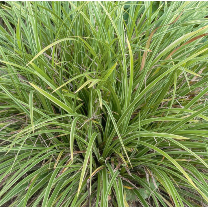 Carex morrowii  'Variegata'