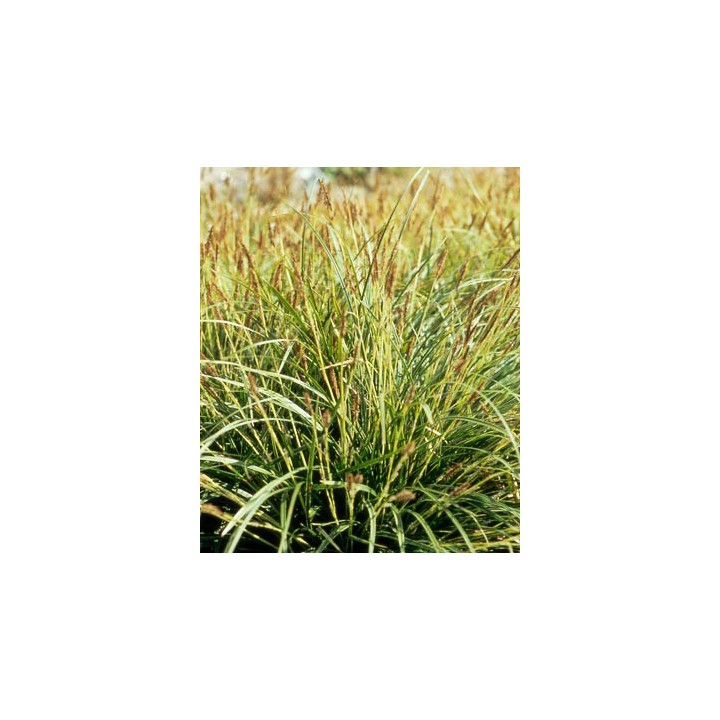 Carex morrowii  'Variegata'