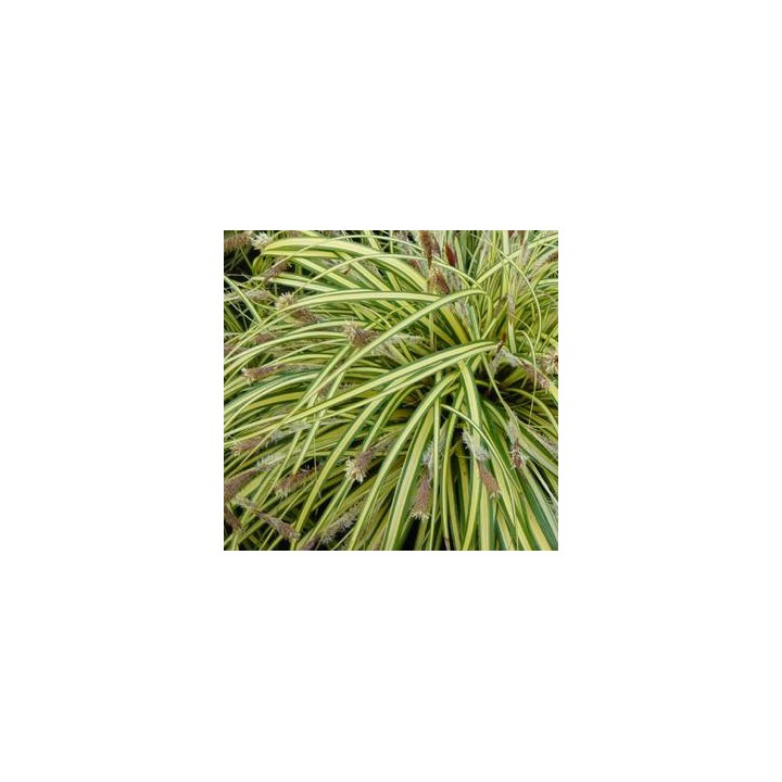 Carex hachijoensis  'Evergold'