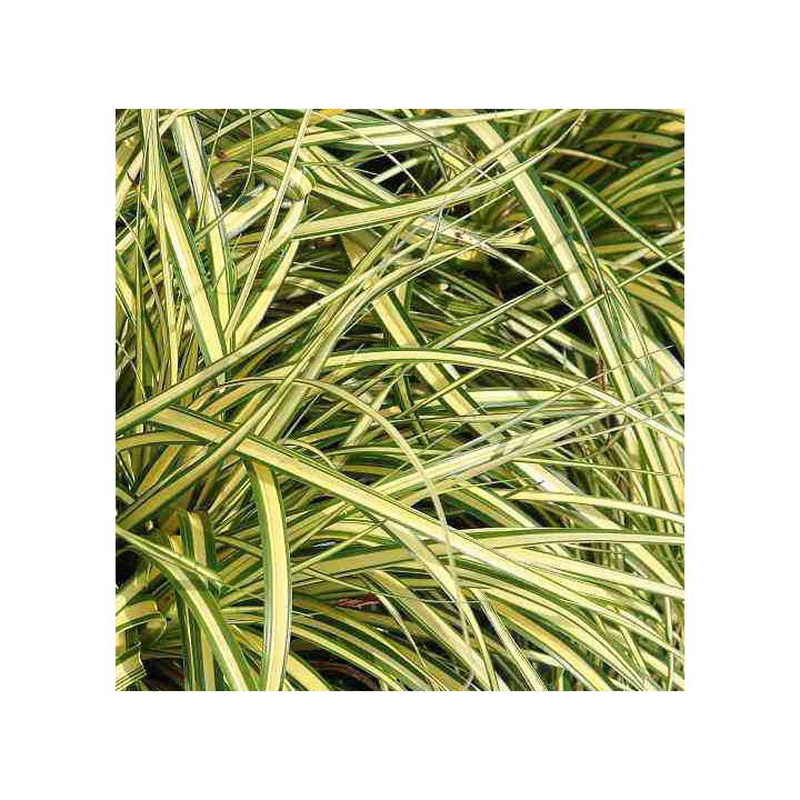 Carex hachijoensis  'Evergold'